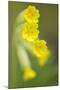 Cowslip (Primula Veris) Flowers, Kallhall, Uppland Sweden, May 2009-Widstrand-Mounted Photographic Print