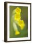 Cowslip (Primula Veris) Flowers, Kallhall, Uppland Sweden, May 2009-Widstrand-Framed Photographic Print