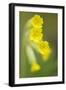 Cowslip (Primula Veris) Flowers, Kallhall, Uppland Sweden, May 2009-Widstrand-Framed Photographic Print