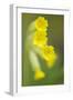 Cowslip (Primula Veris) Flowers, Kallhall, Uppland Sweden, May 2009-Widstrand-Framed Photographic Print