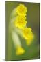 Cowslip (Primula Veris) Flowers, Kallhall, Uppland Sweden, May 2009-Widstrand-Mounted Photographic Print
