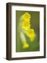 Cowslip (Primula Veris) Flowers, Kallhall, Uppland Sweden, May 2009-Widstrand-Framed Photographic Print