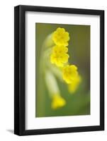 Cowslip (Primula Veris) Flowers, Kallhall, Uppland Sweden, May 2009-Widstrand-Framed Photographic Print