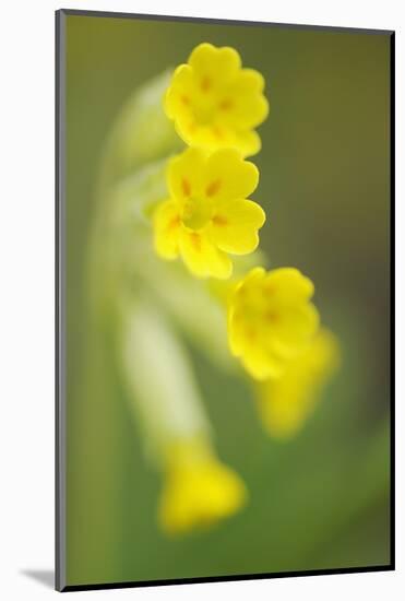 Cowslip (Primula Veris) Flowers, Kallhall, Uppland Sweden, May 2009-Widstrand-Mounted Photographic Print
