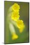 Cowslip (Primula Veris) Flowers, Kallhall, Uppland Sweden, May 2009-Widstrand-Mounted Photographic Print