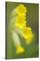 Cowslip (Primula Veris) Flowers, Kallhall, Uppland Sweden, May 2009-Widstrand-Stretched Canvas