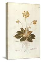 Cowslip - Primula Veris Officinalis (Verbasculum Odoratum) by Leonhart Fuchs from De Historia Stirp-null-Stretched Canvas