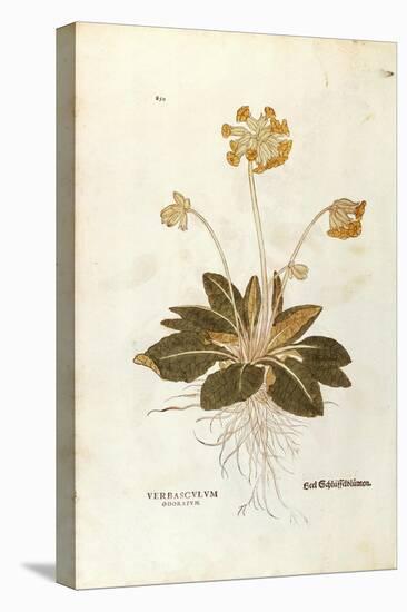 Cowslip - Primula Veris Officinalis (Verbasculum Odoratum) by Leonhart Fuchs from De Historia Stirp-null-Stretched Canvas