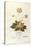 Cowslip - Primula Veris Officinalis (Verbasculum Odoratum) by Leonhart Fuchs from De Historia Stirp-null-Stretched Canvas