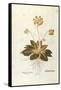 Cowslip - Primula Veris Officinalis (Verbasculum Odoratum) by Leonhart Fuchs from De Historia Stirp-null-Framed Stretched Canvas