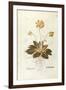 Cowslip - Primula Veris Officinalis (Verbasculum Odoratum) by Leonhart Fuchs from De Historia Stirp-null-Framed Giclee Print