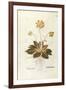Cowslip - Primula Veris Officinalis (Verbasculum Odoratum) by Leonhart Fuchs from De Historia Stirp-null-Framed Giclee Print