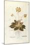 Cowslip - Primula Veris Officinalis (Verbasculum Odoratum) by Leonhart Fuchs from De Historia Stirp-null-Mounted Giclee Print