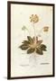 Cowslip - Primula Veris Officinalis (Verbasculum Odoratum) by Leonhart Fuchs from De Historia Stirp-null-Framed Giclee Print