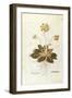 Cowslip - Primula Veris Officinalis (Verbasculum Odoratum) by Leonhart Fuchs from De Historia Stirp-null-Framed Giclee Print