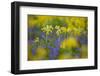 Cowslips (Primula Veris) Growing On Organic Farm. Norfolk, UK, April-Ernie Janes-Framed Photographic Print