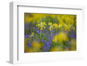 Cowslips (Primula Veris) Growing On Organic Farm. Norfolk, UK, April-Ernie Janes-Framed Photographic Print