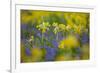 Cowslips (Primula Veris) Growing On Organic Farm. Norfolk, UK, April-Ernie Janes-Framed Photographic Print