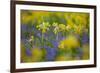 Cowslips (Primula Veris) Growing On Organic Farm. Norfolk, UK, April-Ernie Janes-Framed Photographic Print