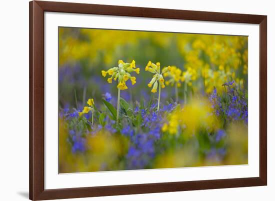 Cowslips (Primula Veris) Growing On Organic Farm. Norfolk, UK, April-Ernie Janes-Framed Photographic Print