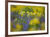 Cowslips (Primula Veris) Growing On Organic Farm. Norfolk, UK, April-Ernie Janes-Framed Photographic Print