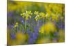 Cowslips (Primula Veris) Growing On Organic Farm. Norfolk, UK, April-Ernie Janes-Mounted Photographic Print