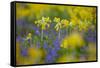 Cowslips (Primula Veris) Growing On Organic Farm. Norfolk, UK, April-Ernie Janes-Framed Stretched Canvas