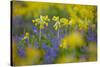 Cowslips (Primula Veris) Growing On Organic Farm. Norfolk, UK, April-Ernie Janes-Stretched Canvas