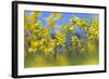 Cowslips (Primula Veris) in Flower, Norfolk, England, UK, April-Ernie Janes-Framed Photographic Print