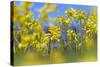 Cowslips (Primula Veris) in Flower, Norfolk, England, UK, April-Ernie Janes-Stretched Canvas