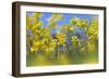 Cowslips (Primula Veris) in Flower, Norfolk, England, UK, April-Ernie Janes-Framed Photographic Print