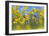 Cowslips (Primula Veris) in Flower, Norfolk, England, UK, April-Ernie Janes-Framed Photographic Print