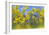 Cowslips (Primula Veris) in Flower, Norfolk, England, UK, April-Ernie Janes-Framed Photographic Print