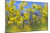Cowslips (Primula Veris) in Flower, Norfolk, England, UK, April-Ernie Janes-Mounted Photographic Print