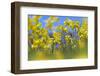 Cowslips (Primula Veris) in Flower, Norfolk, England, UK, April-Ernie Janes-Framed Photographic Print