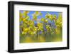 Cowslips (Primula Veris) in Flower, Norfolk, England, UK, April-Ernie Janes-Framed Photographic Print