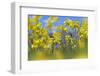 Cowslips (Primula Veris) in Flower, Norfolk, England, UK, April-Ernie Janes-Framed Photographic Print