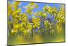 Cowslips (Primula Veris) in Flower, Norfolk, England, UK, April-Ernie Janes-Mounted Photographic Print