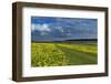 Cowslips (Primula Veris) On Conservation Headland On Organic Farm. Norfolk, UK, April-Ernie Janes-Framed Photographic Print