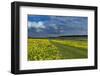 Cowslips (Primula Veris) On Conservation Headland On Organic Farm. Norfolk, UK, April-Ernie Janes-Framed Photographic Print