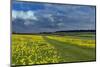 Cowslips (Primula Veris) On Conservation Headland On Organic Farm. Norfolk, UK, April-Ernie Janes-Mounted Photographic Print