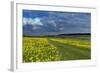 Cowslips (Primula Veris) On Conservation Headland On Organic Farm. Norfolk, UK, April-Ernie Janes-Framed Photographic Print