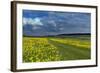 Cowslips (Primula Veris) On Conservation Headland On Organic Farm. Norfolk, UK, April-Ernie Janes-Framed Photographic Print