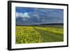 Cowslips (Primula Veris) On Conservation Headland On Organic Farm. Norfolk, UK, April-Ernie Janes-Framed Photographic Print