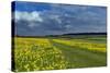 Cowslips (Primula Veris) On Conservation Headland On Organic Farm. Norfolk, UK, April-Ernie Janes-Stretched Canvas