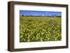 Cowslips (Primula Veris) On Conservation Headland On Organic Farm. Norfolk, UK, April-Ernie Janes-Framed Photographic Print