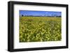 Cowslips (Primula Veris) On Conservation Headland On Organic Farm. Norfolk, UK, April-Ernie Janes-Framed Photographic Print