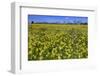 Cowslips (Primula Veris) On Conservation Headland On Organic Farm. Norfolk, UK, April-Ernie Janes-Framed Photographic Print