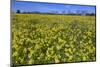 Cowslips (Primula Veris) On Conservation Headland On Organic Farm. Norfolk, UK, April-Ernie Janes-Mounted Photographic Print