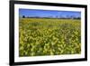 Cowslips (Primula Veris) On Conservation Headland On Organic Farm. Norfolk, UK, April-Ernie Janes-Framed Photographic Print